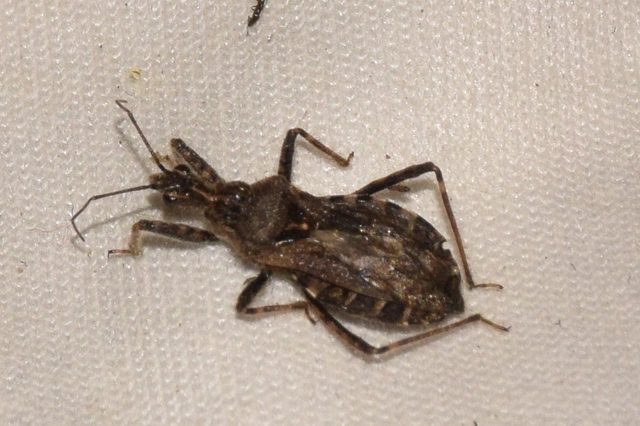 Coranus