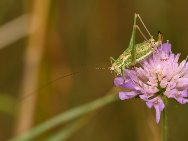Leptophyes albovittata - közönséges virágszöcske