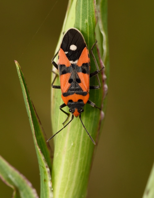 Lygaeus equestris/simulans