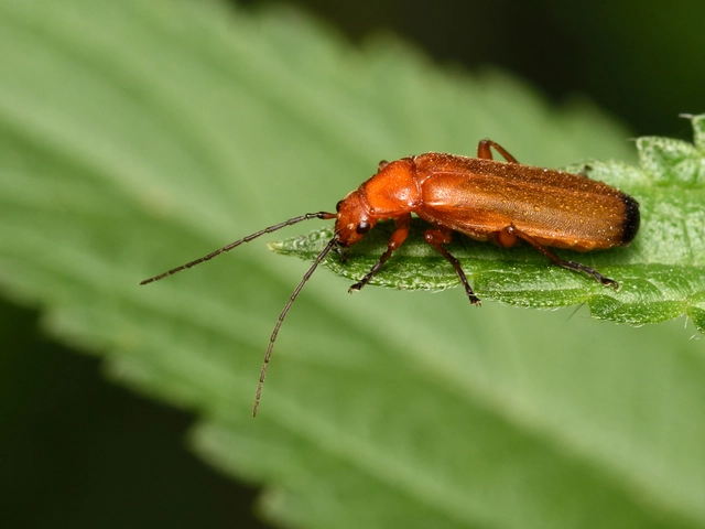 Rhagonycha fulva - feketevégű lágybogár