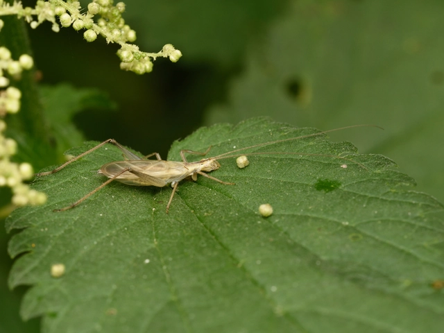 Oecanthus pellucens - pirregőtücsök