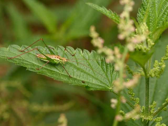 Leptophyes albovittata - közönséges virágszöcske