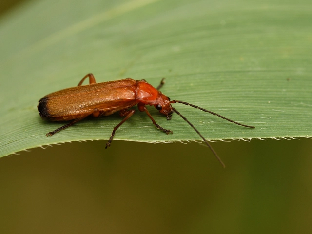 Rhagonycha fulva - feketevégű lágybogár
