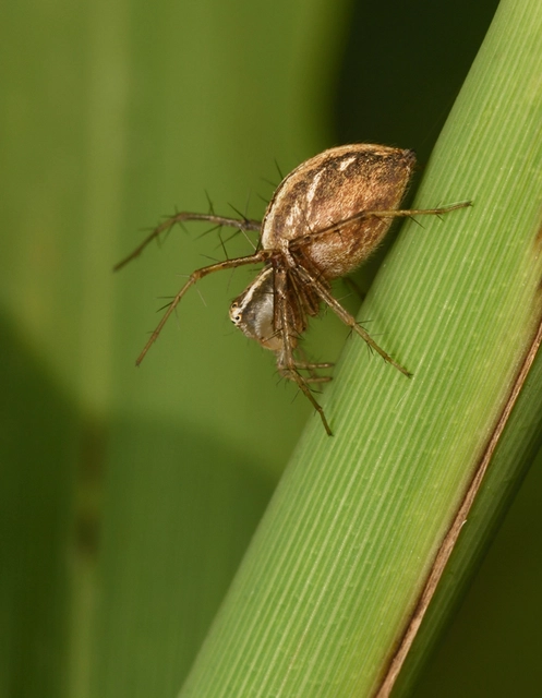 Oxyopes lineatus