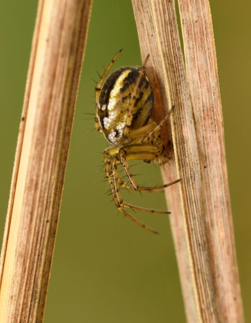 Mangora acalypha - réti keresztespók