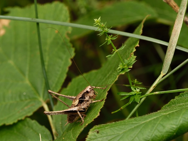 Pholidoptera griseoaptera - szürke avarszöcske