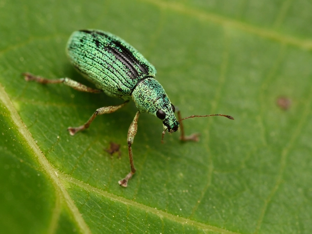 Polydrusus formosus - selymes lombormányos