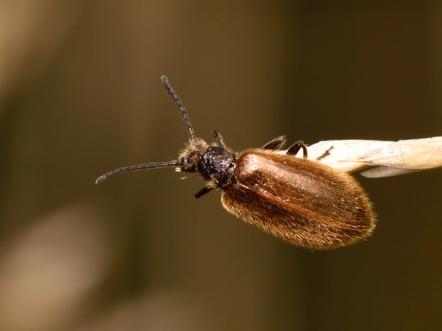 Lagria