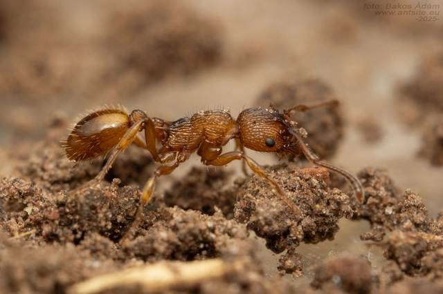Myrmica sabuleti - gyakori bütyköshangya