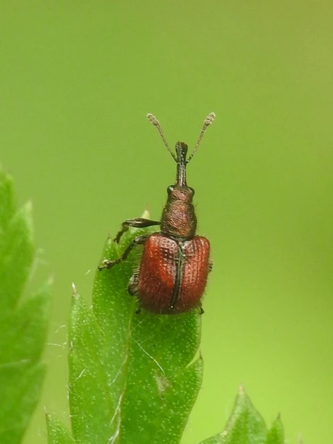 Tatianaerhynchites aequatus - piros kökényeszelény