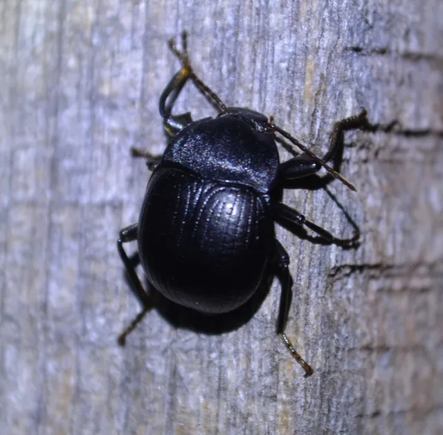 Accanthopus velikensis