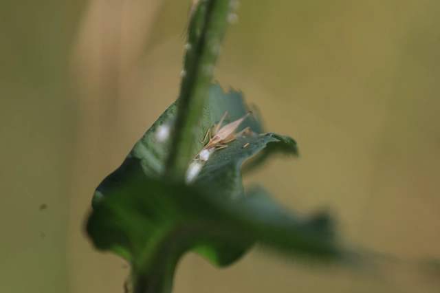 Oecanthus pellucens - pirregőtücsök