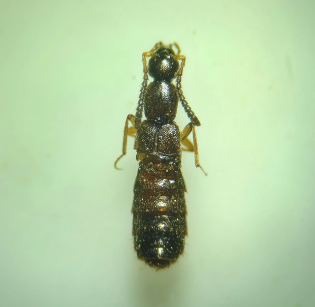 Drusilla canaliculata - közönséges hangyászholyva