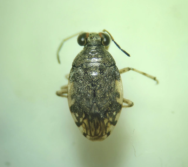 Saldidae - partipoloskák