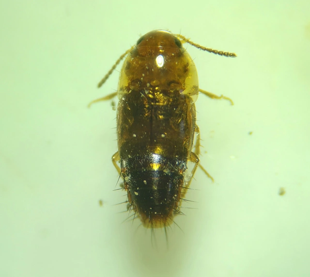 Tachyporus abdominalis - mocsári kószaholyva