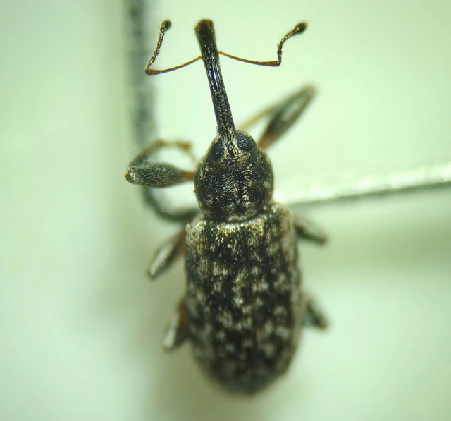 Dorytomus
