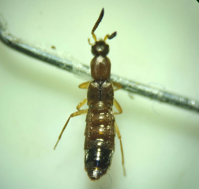 Drusilla canaliculata - közönséges hangyászholyva
