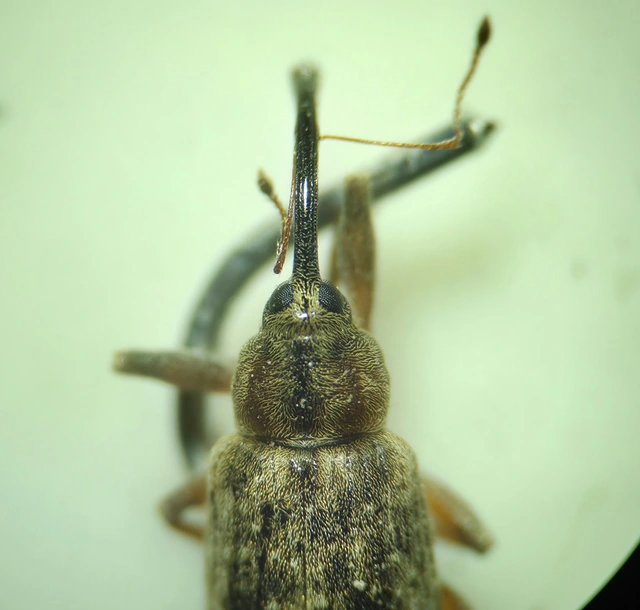 Dorytomus longimanus - kétalakú hangormányos