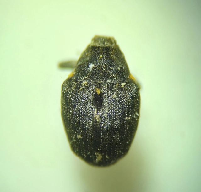 Stenocarus ruficornis - mákgyökérormányos
