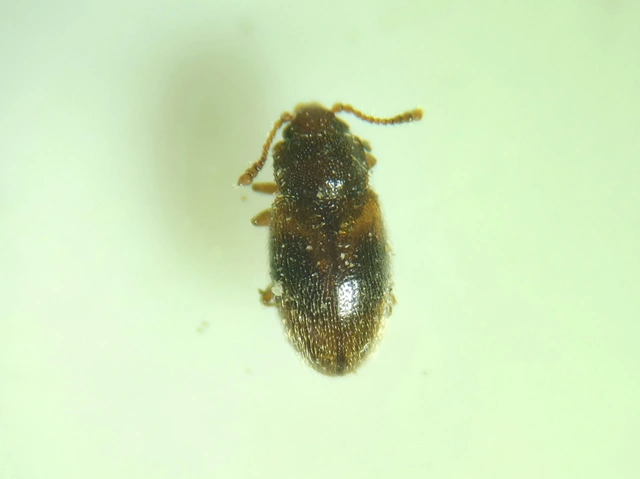 Cryptophagidae - penészbogárfélék