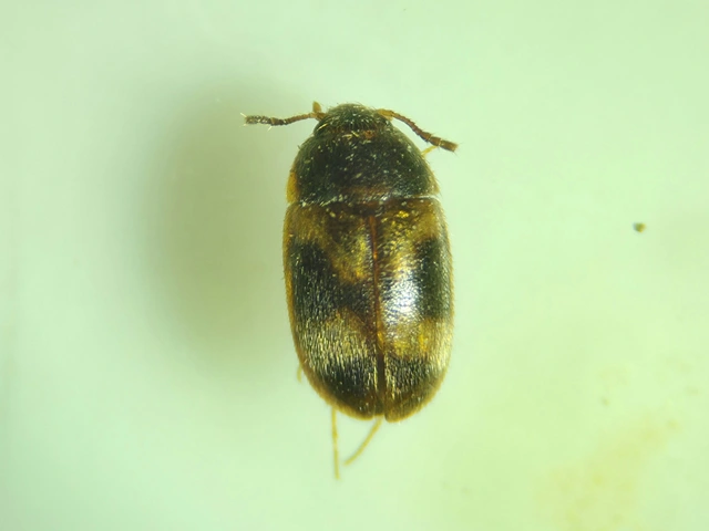 Litargus balteatus - amerikai gombabogár