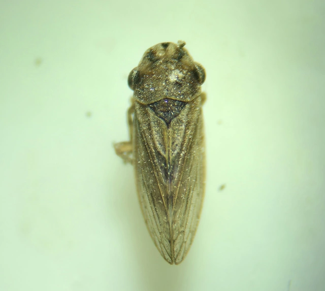 Megophthalmus