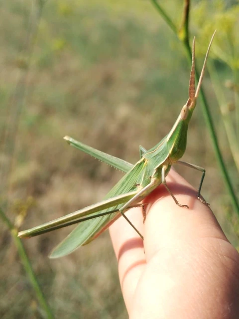 Acrida ungarica - sisakos sáska Acrida ungarica - sisakos sáska