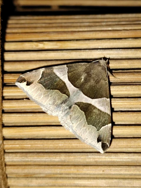 Dysgonia algira - déli porcelánbagoly