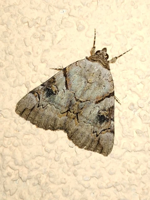 Catocala hymenaea - kökény-övesbagoly