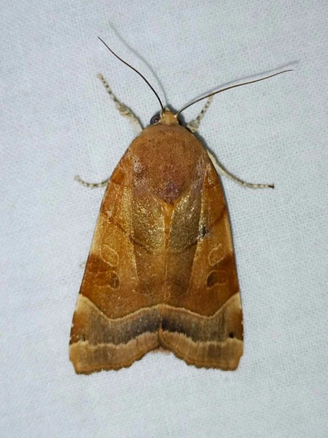 Noctua fimbriata - szélessávú sárgafűbagoly