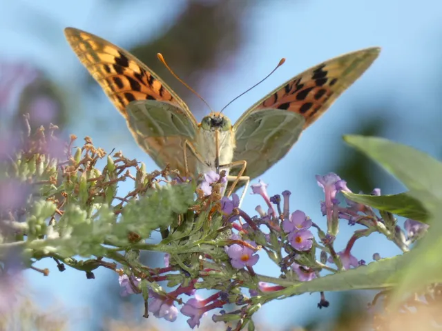 Argynnis pandora - zöldes gyöngyházlepke