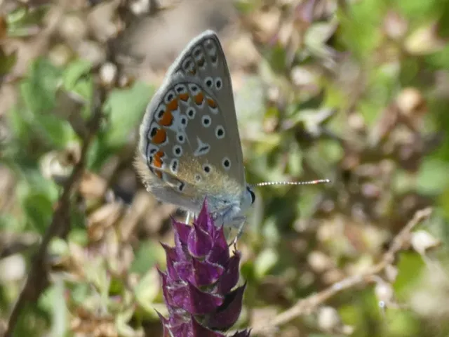 Polyommatus icarus - közönséges boglárka