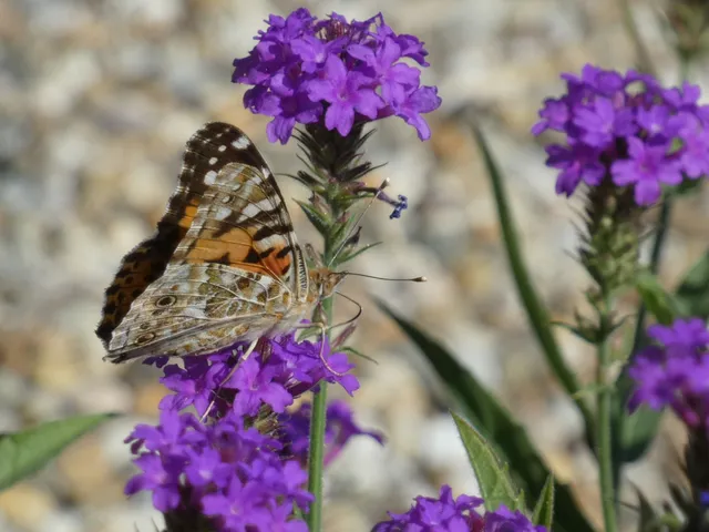 Vanessa cardui - bogáncslepke