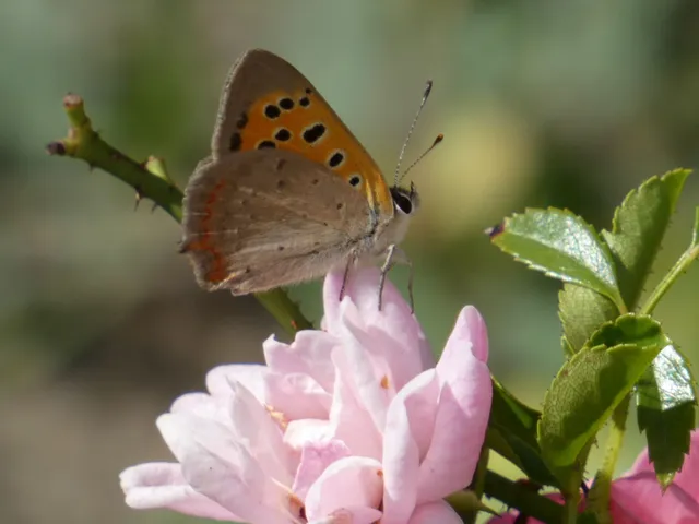 Lycaena phlaeas - közönséges tűzlepke