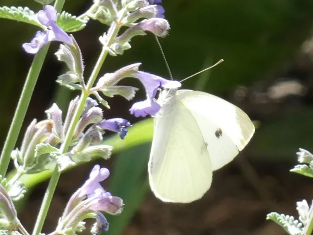 Pieris rapae - répalepke