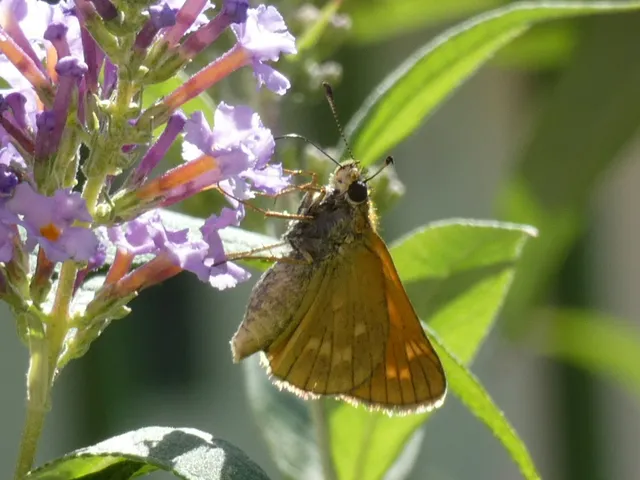 Ochlodes sylvanus - erdei busalepke
