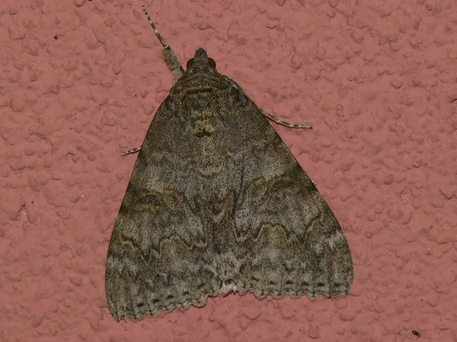 Catocala nupta - piros övesbagoly
