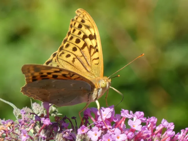 Argynnis pandora - zöldes gyöngyházlepke