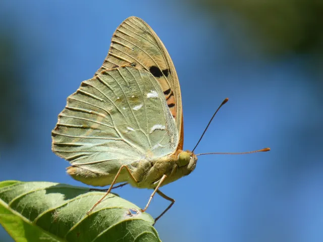 Argynnis pandora - zöldes gyöngyházlepke