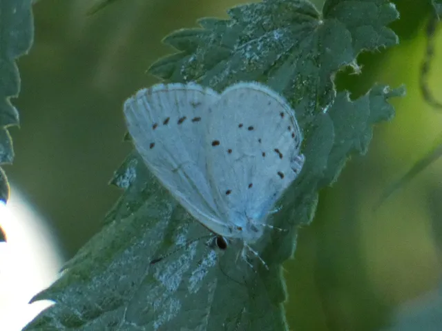 Celastrina argiolus - bengeboglárka