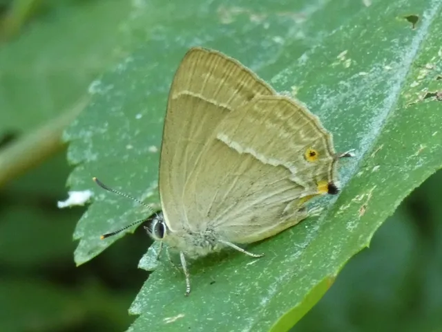 Neozephyrus quercus - tölgyfalepke