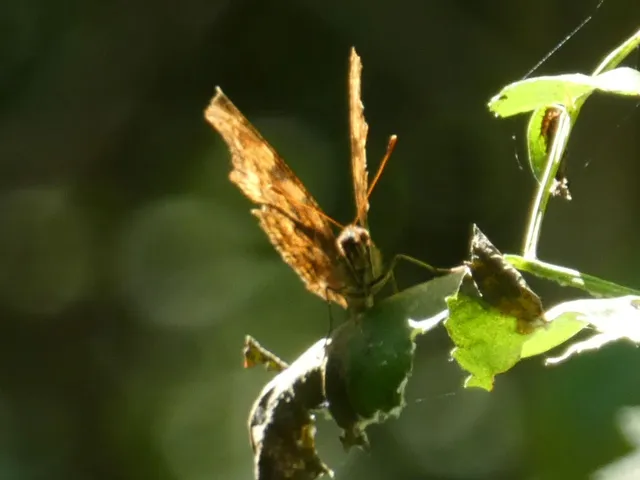 Nymphalis c-album - C-betűs lepke