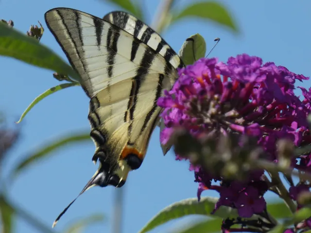 Iphiclides podalirius - kardoslepke