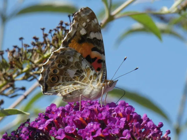 Vanessa cardui - bogáncslepke