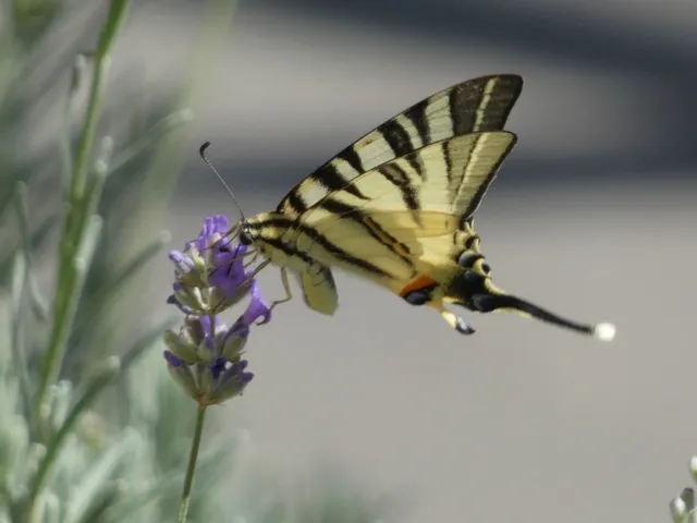 Iphiclides podalirius - kardoslepke