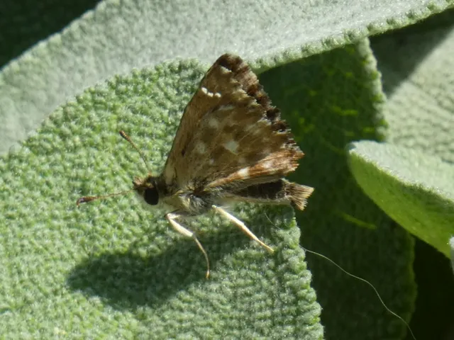 Carcharodus alceae - mályva-busalepke