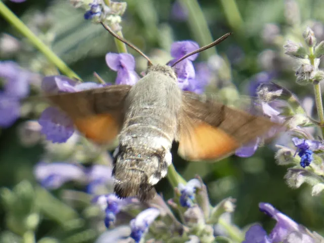 Macroglossum stellatarum - kacsafarkú szender