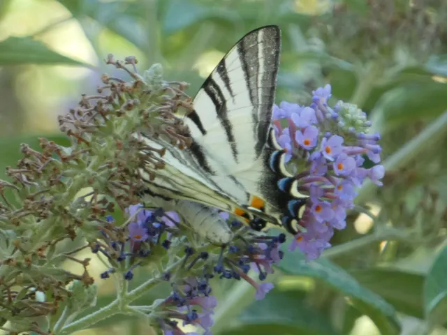Iphiclides podalirius - kardoslepke