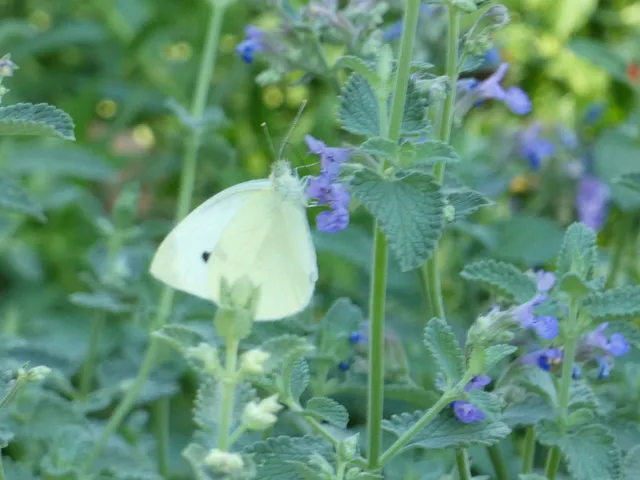 Pieris rapae - répalepke