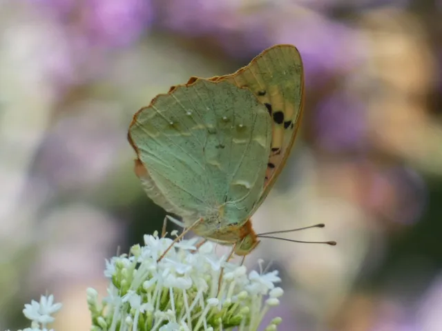 Argynnis pandora - zöldes gyöngyházlepke